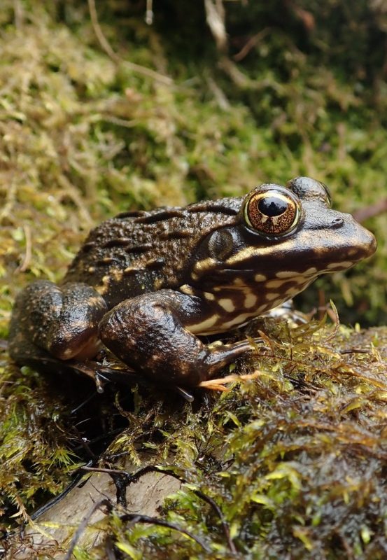 Cape River Threatened Amphibian Programme Dr Jeanne Tarrant Endangered Wildlife Trust