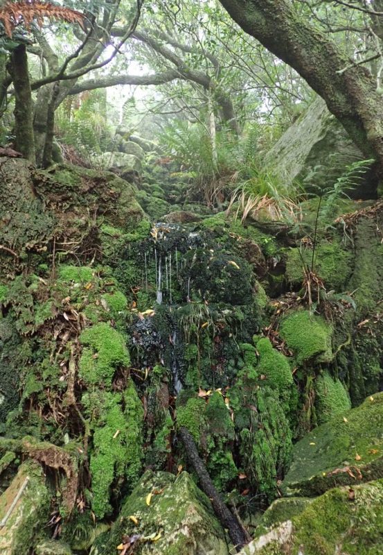 Table Mountain Habitat Threatened Amphibian Programme Dr Jeanne Tarrant Endangered Wildlife Trust