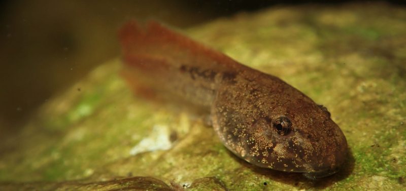 Tadpole Threatened Amphibian Programme Dr Jeanne Tarrant Endangered Wildlife Trust