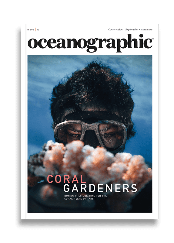 Oceanographic Magazine, Issue 12, Coral gardeners