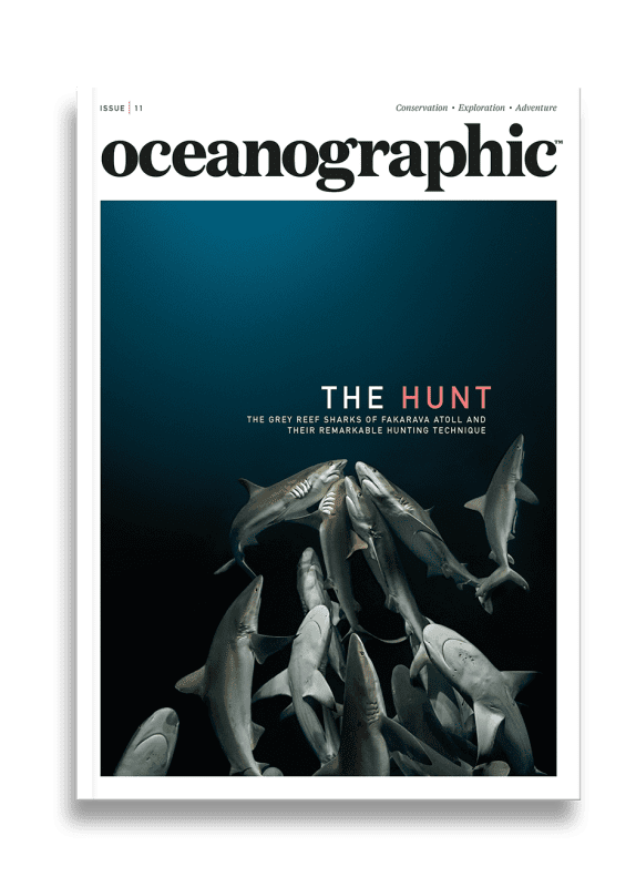 Oceanographic Magazine, Issue 11, The hunt