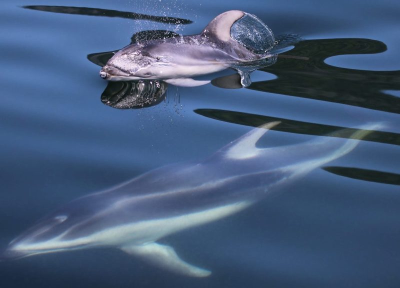 Pacific white-sided dolphins British Columbia Canada
