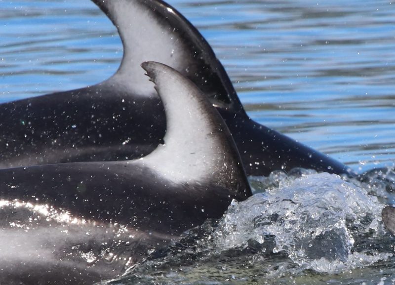 Pacific white-sided dolphins British Columbia Canada fin