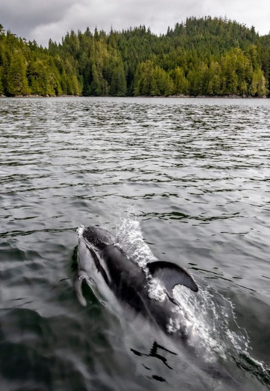 Pacific white-sided dolphins British Columbia Canada