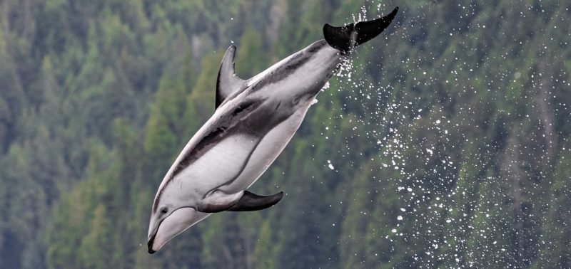 Pacific white-sided dolphins British Columbia Canada