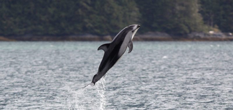 Pacific white-sided dolphins British Columbia Canada