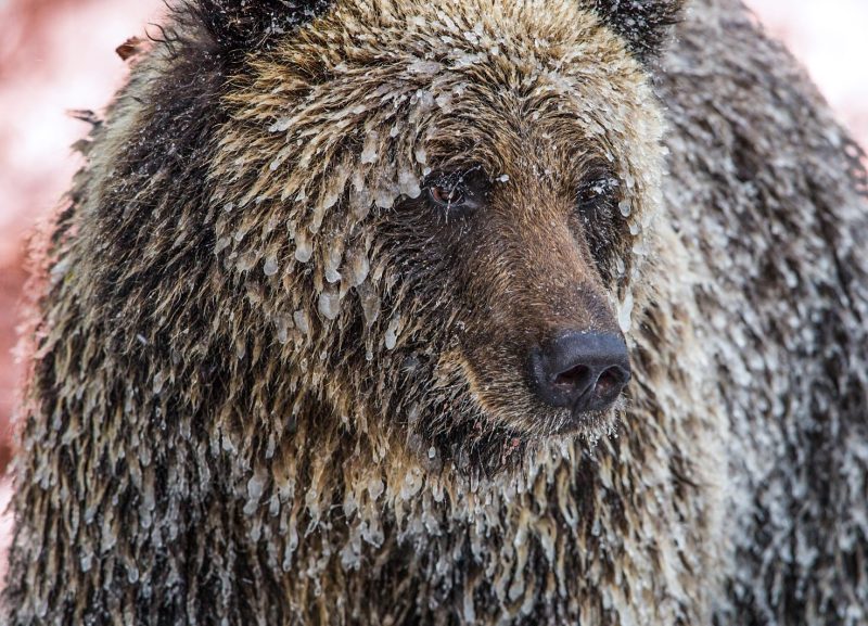 Paul Nicklen Sealegacy Great Bear Rainforest