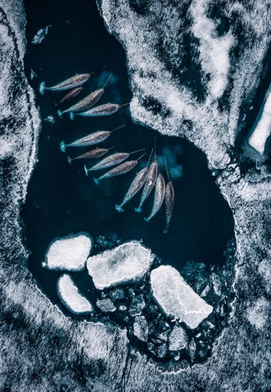 Paul Nicklen Sealegacy Narwhals Arctic