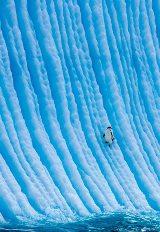 Paul Nicklen Sealegacy penguin Antarctica