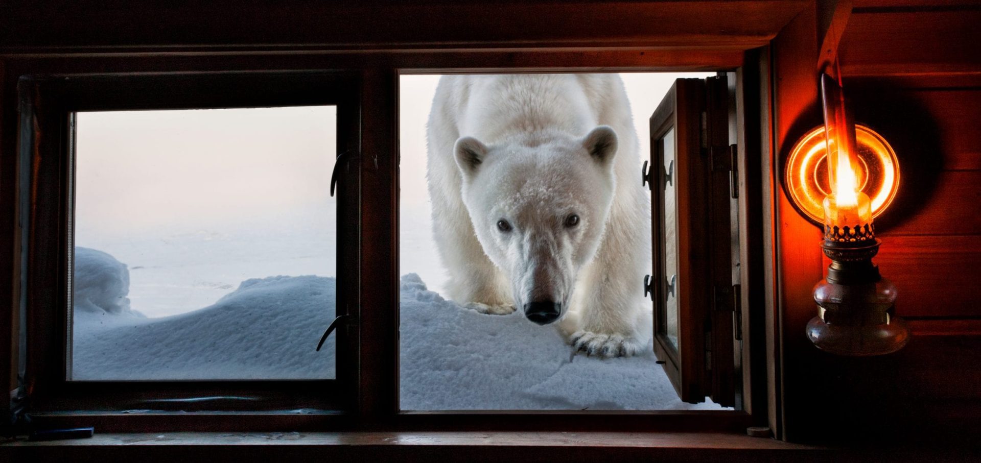 Paul Nicklen Sealegacy polar bear