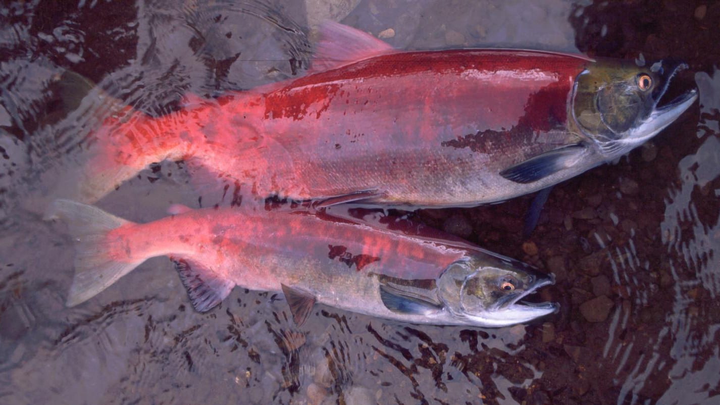 Alaska salmon