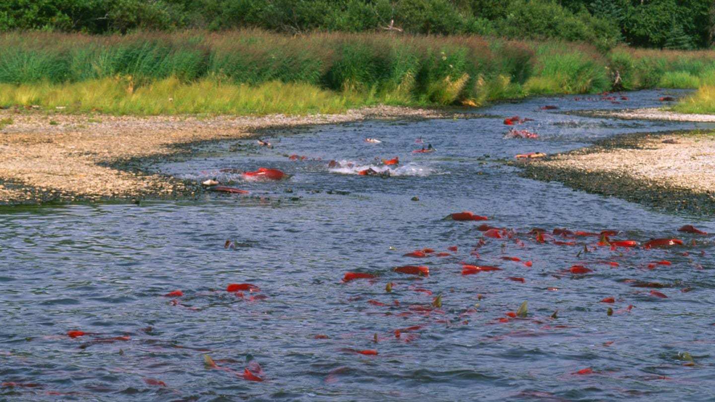 Alaska sockeye salmon run