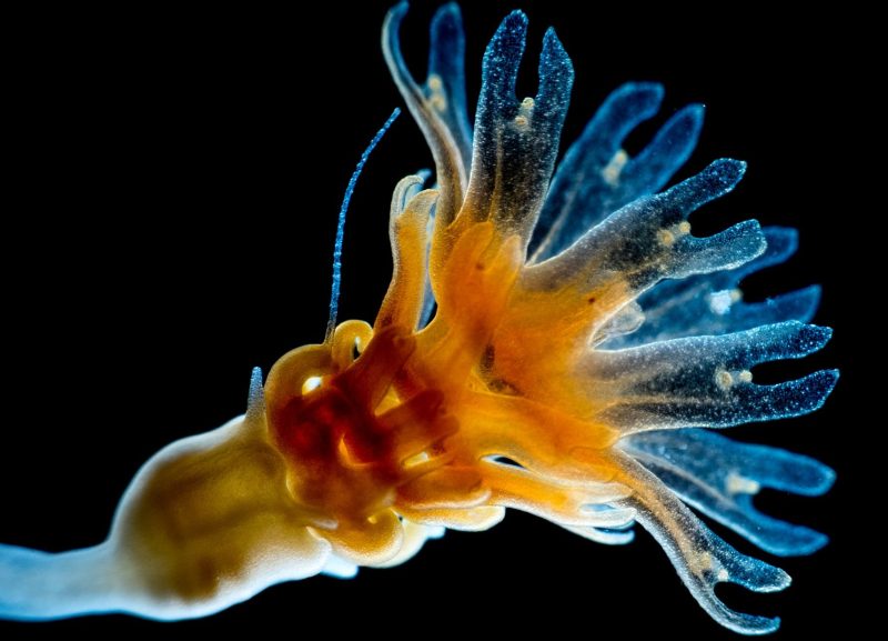 jellyfish blooms polyps birth