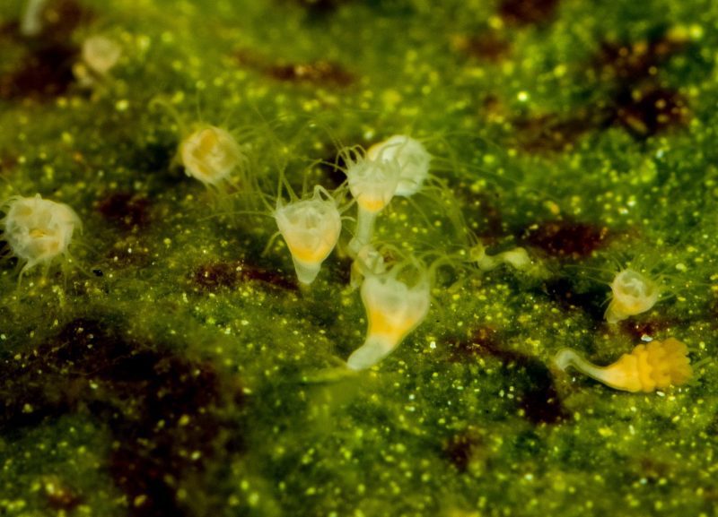 jellyfish blooms polyps birth