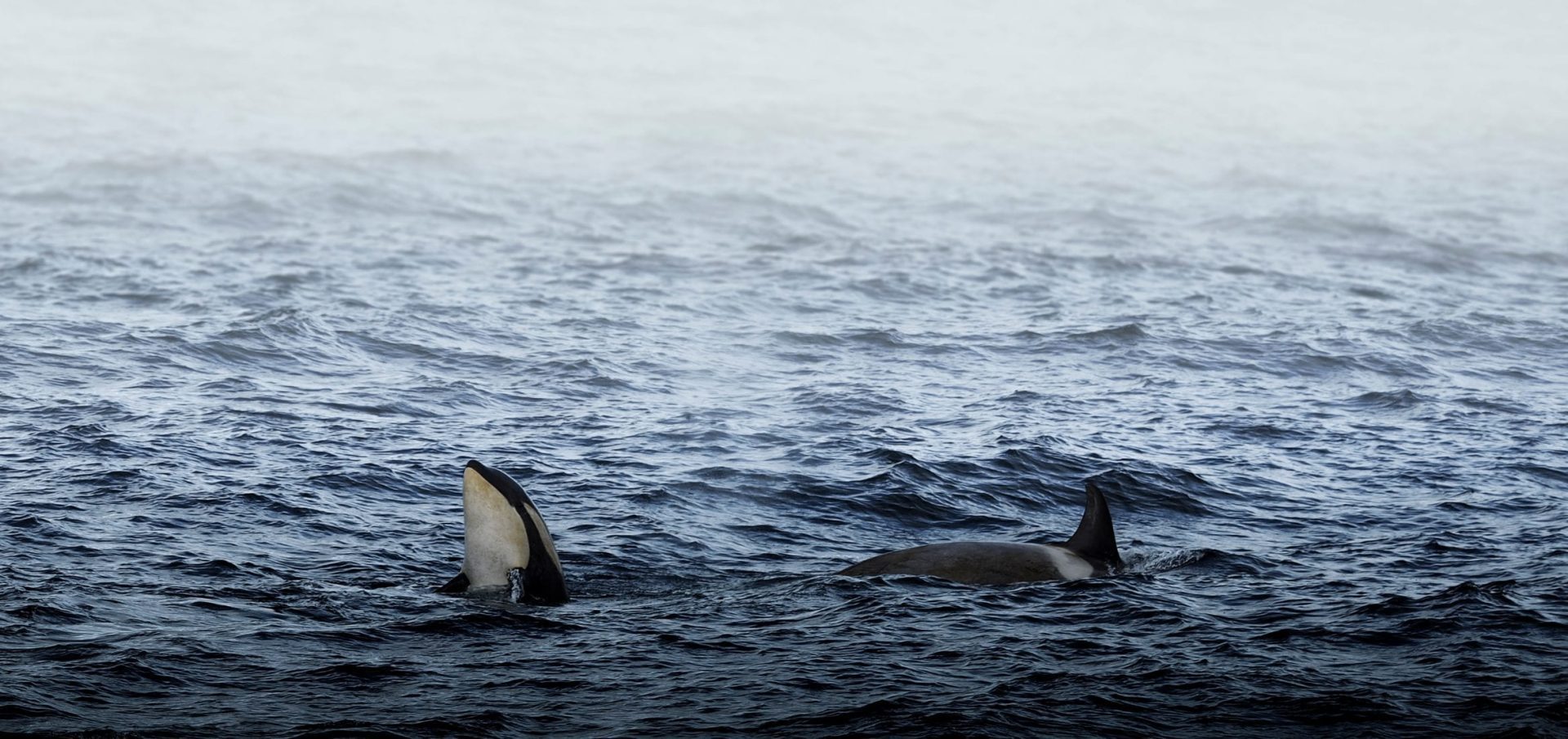 Angel Grimaldi Antarctica Arctic Polar Guide orca