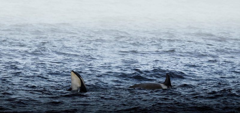 Angel Grimaldi Antarctica Arctic Polar Guide orca