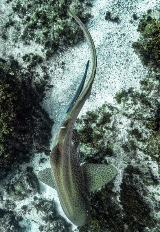 leopard sharks byron bay sundive swimming