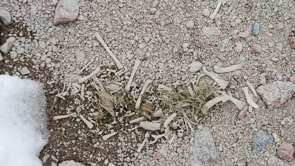 Adélie penguin remains