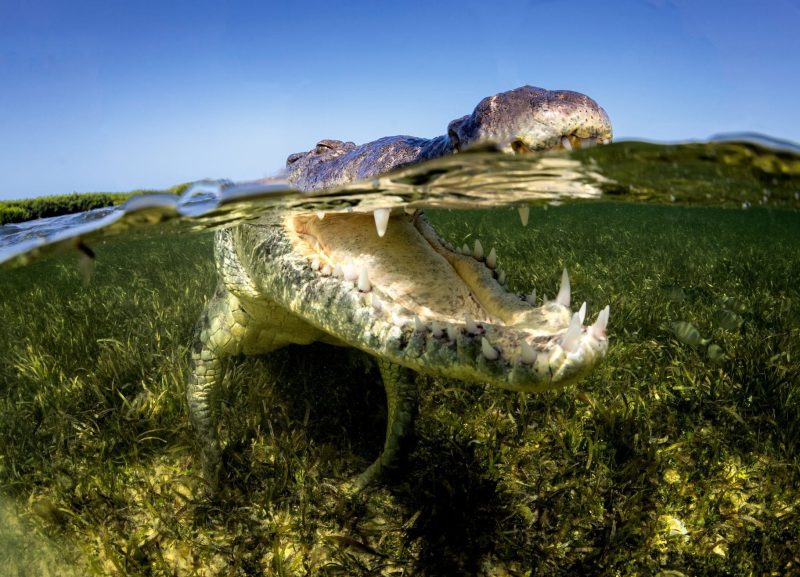 American Crocodiles Banco Cinchorro Mexico split shot