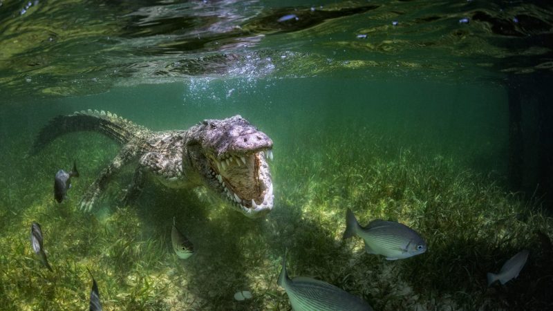 American Crocodiles Banco Cinchorro Mexico underwater