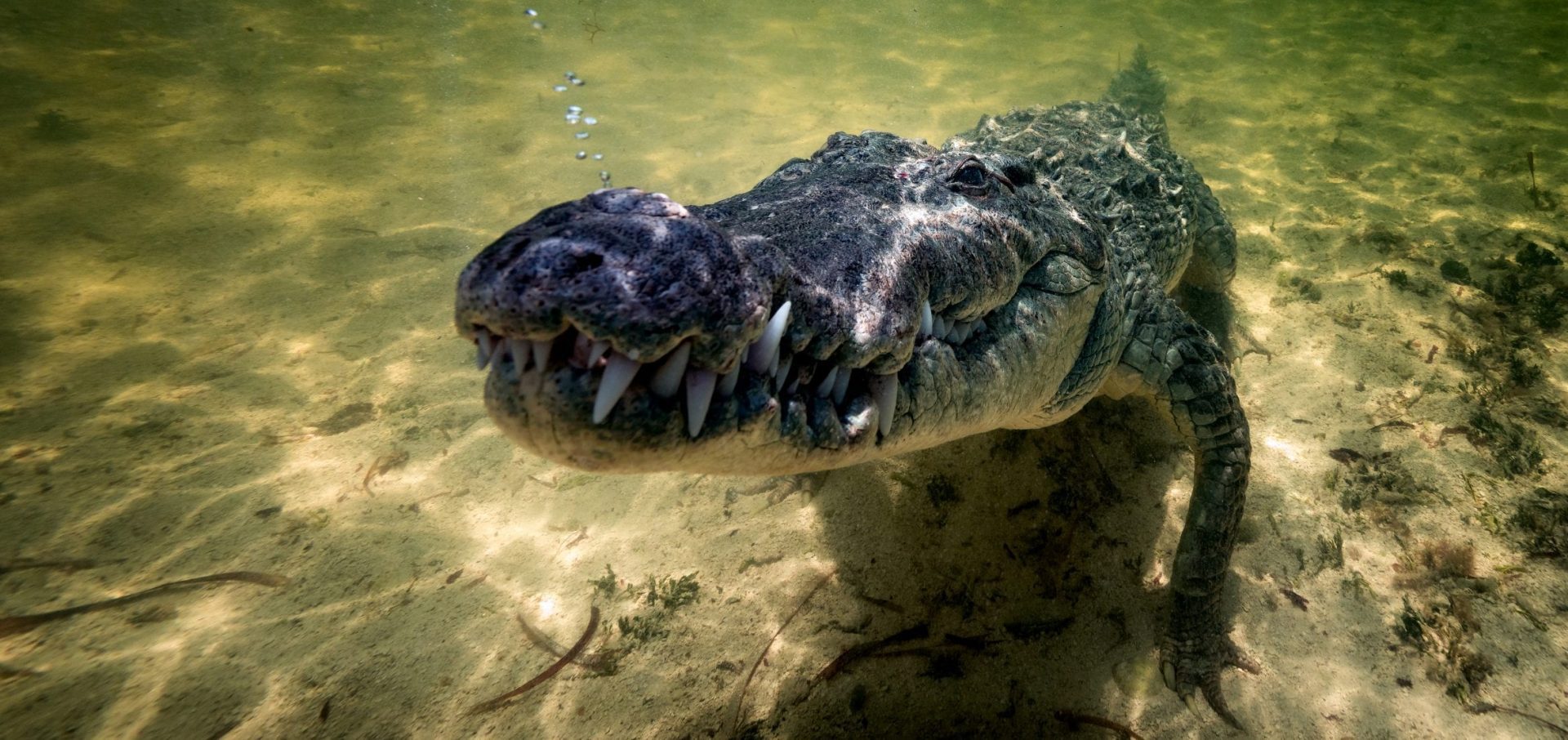 American Crocodiles Banco Cinchorro Mexico gambit