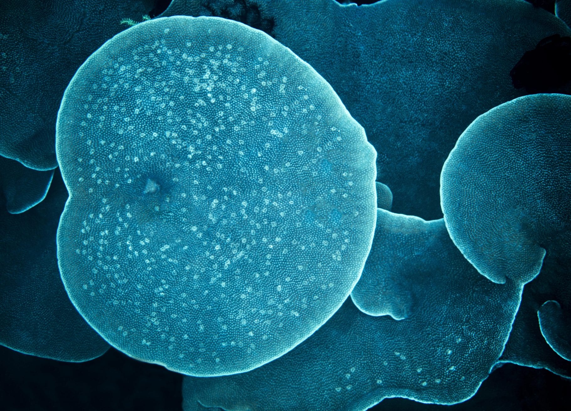 coral triangle chris leidy underwater photographer
