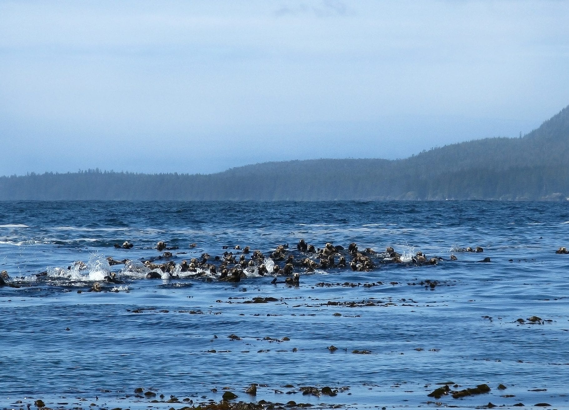 Vancouver sea otters raft