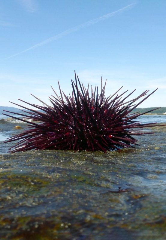 Vancouver sea otters red urchin