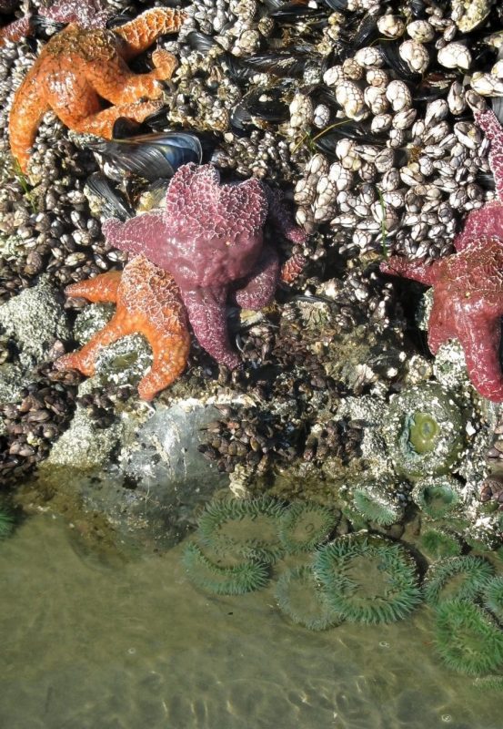 Vancouver sea otters stars