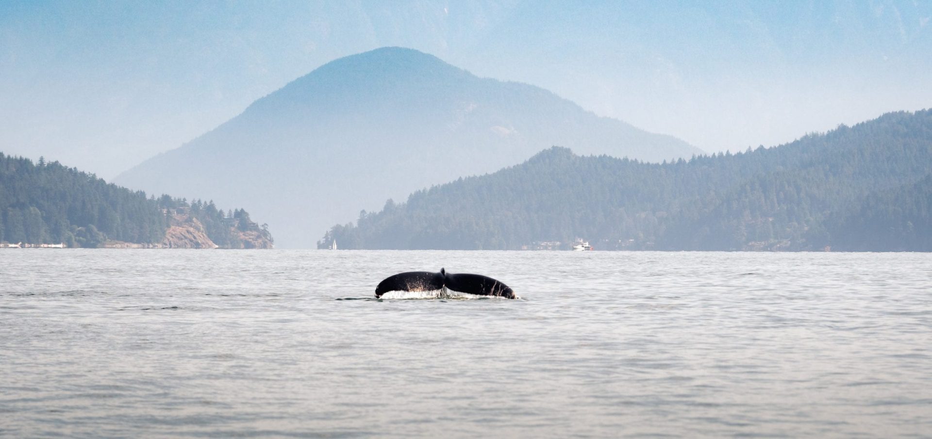 Vancouver sea otters humpback