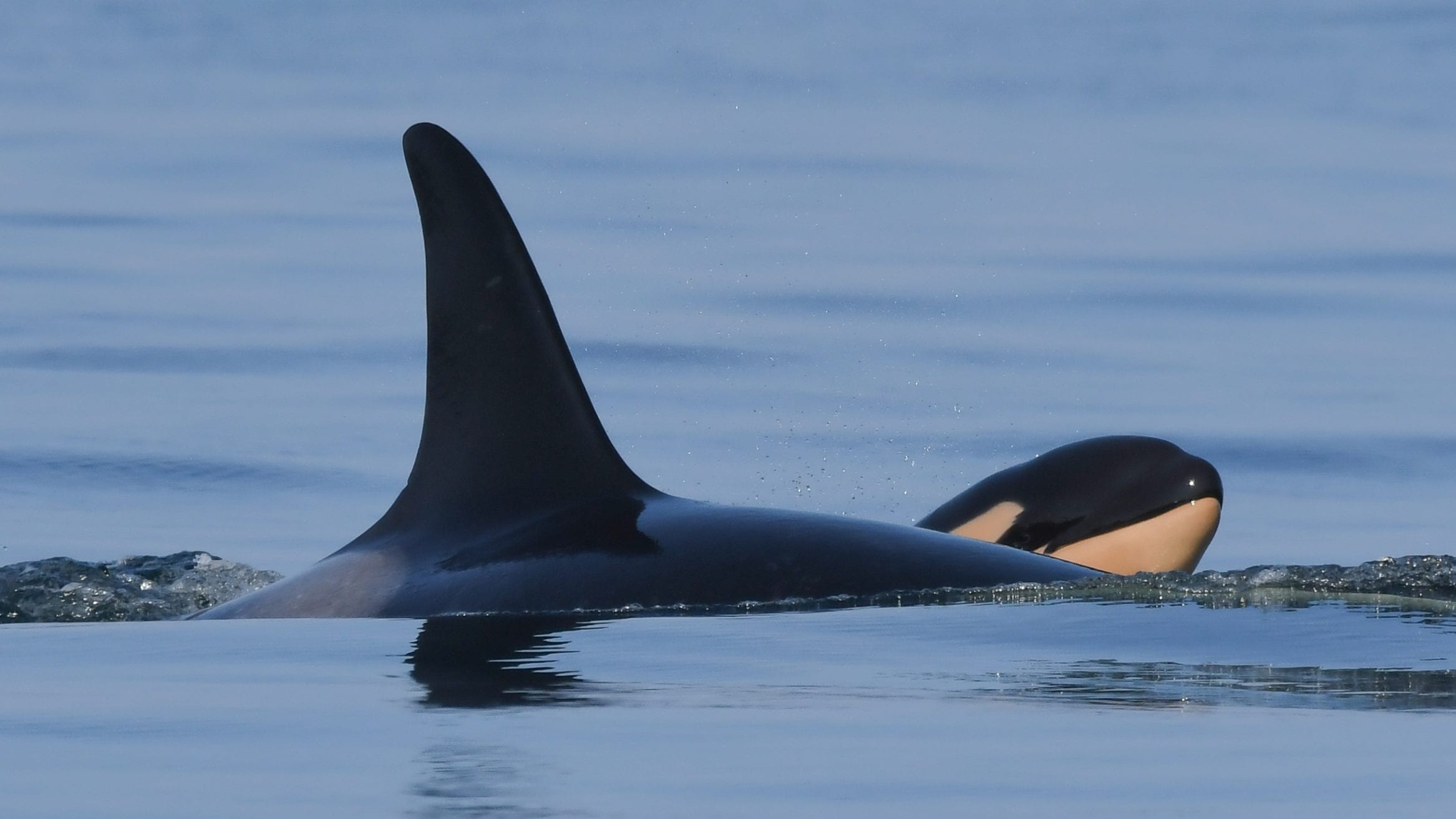 Tahlequah J35 Southern Resident killer whale and calf, J57