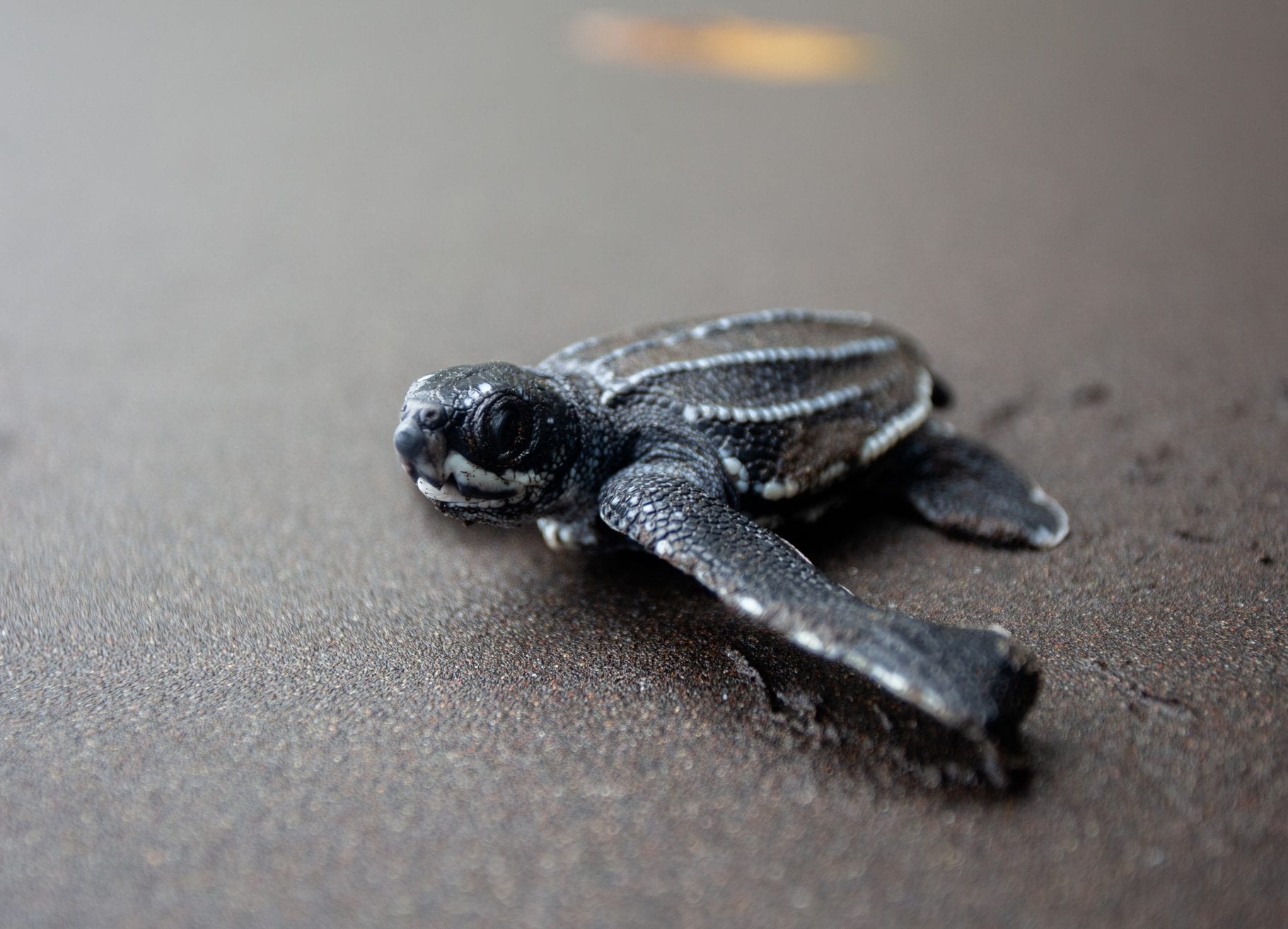 Leatherback turtle project hatchling