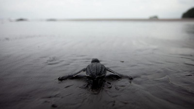 Leatherback turtle project hatchling