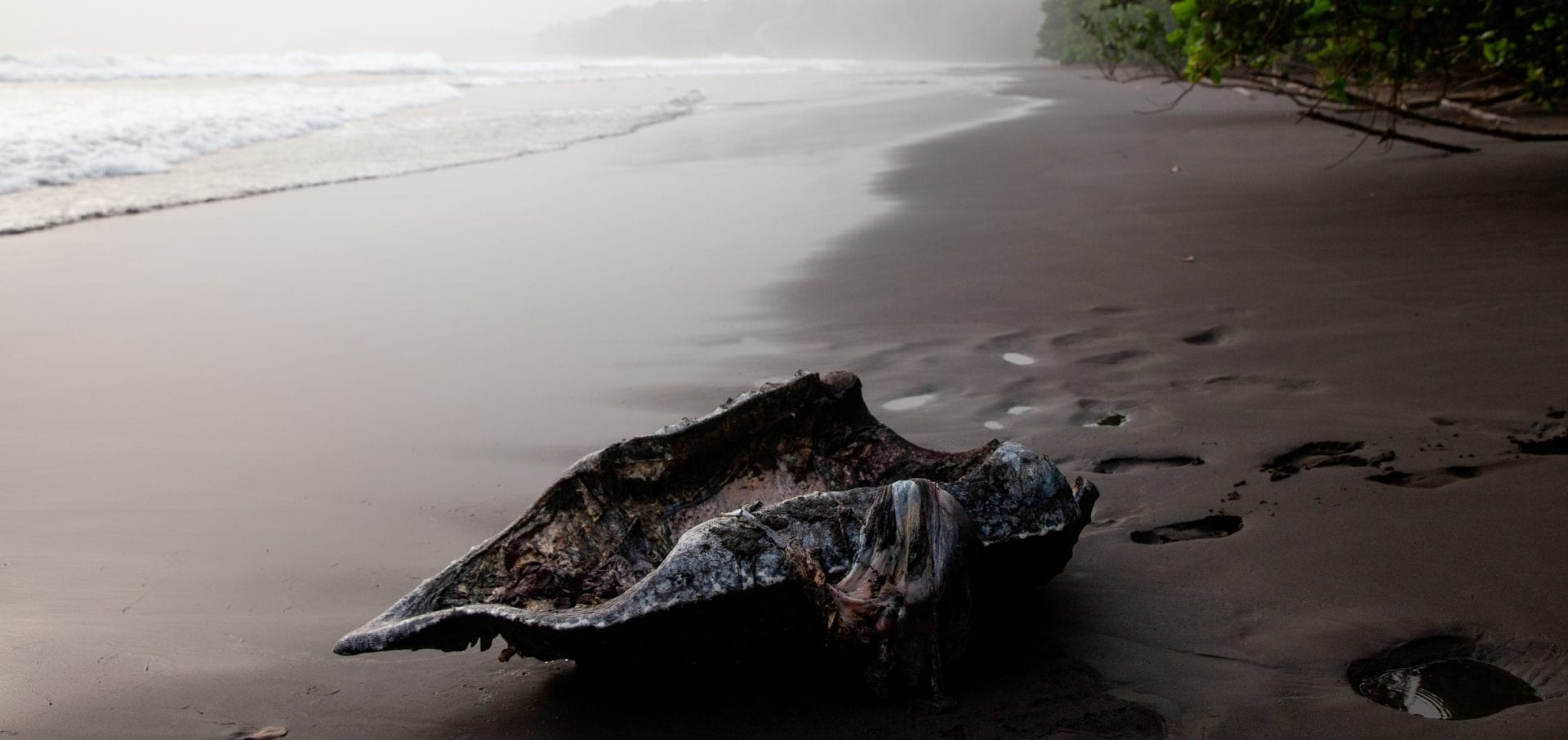 Leatherback turtle project shell poachers