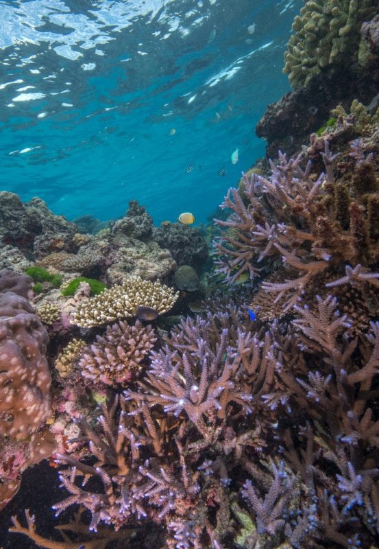 The Great Sea Reef Fiji WWF coral reef