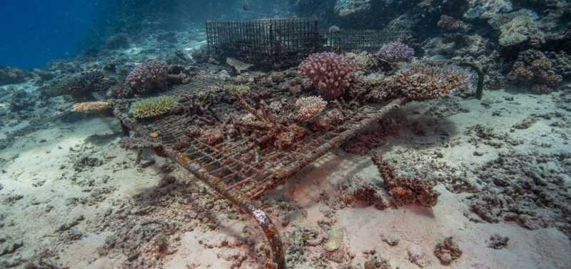 The Great Sea Reef Fiji WWF coral nursery