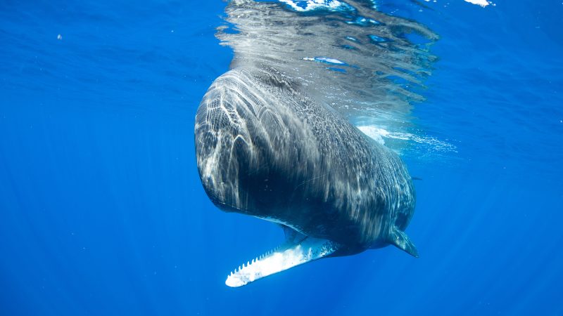 Physty sperm whale Dominica Gaelin Rosenwaks