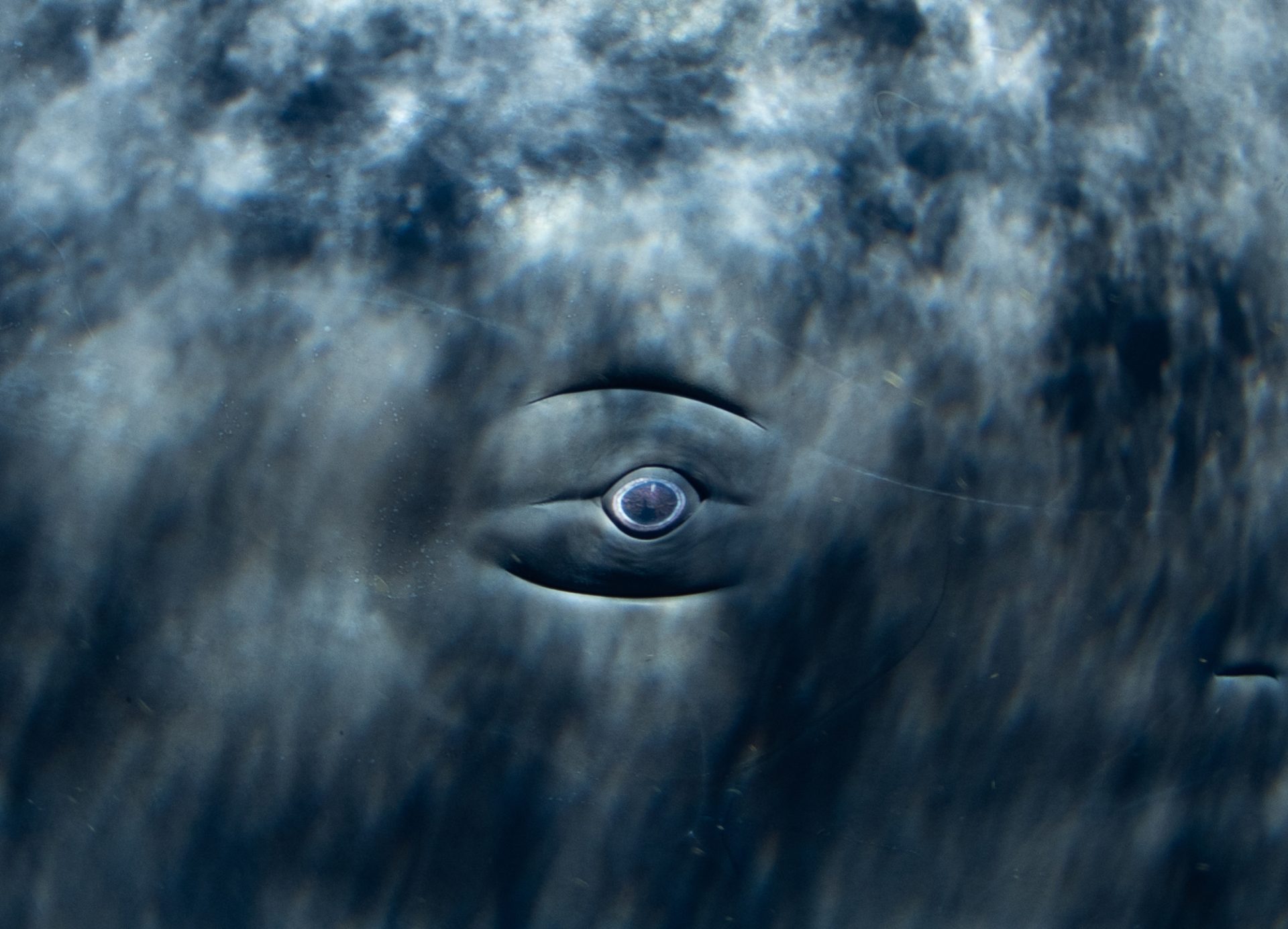 Physty sperm whale Dominica Gaelin Rosenwaks eye