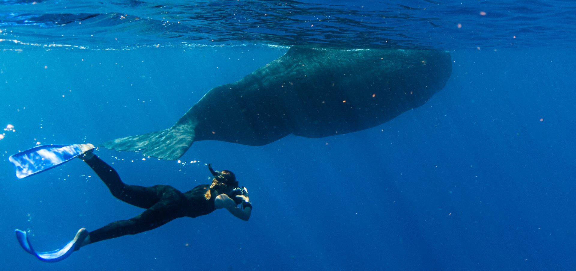 Physty sperm whale Dominica Gaelin Rosenwaks ocean