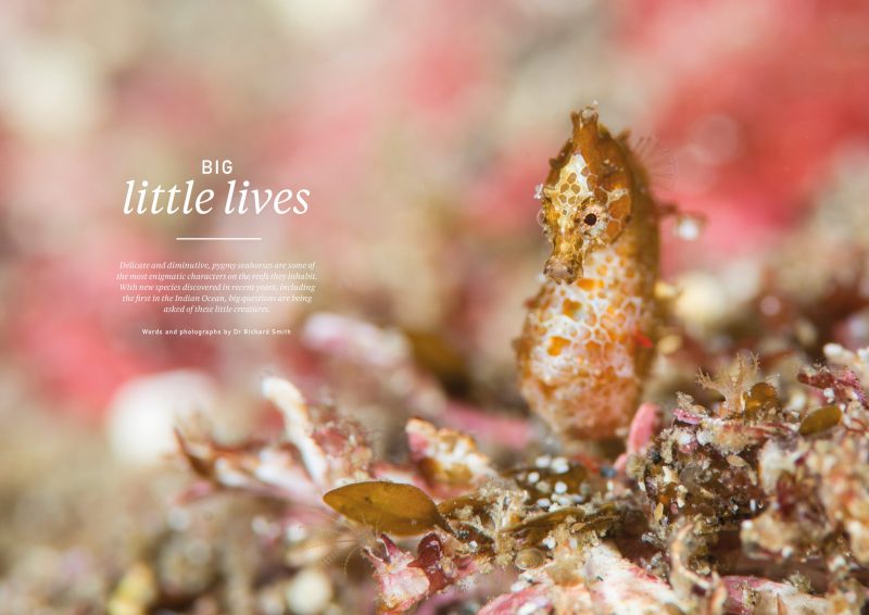 Pygmy seahorses, Issue 15, Oceanographic Magazine
