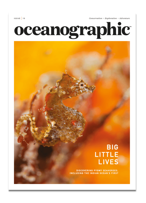 Oceanographic Magazine, Issue 15, cover, pygmy seahorses