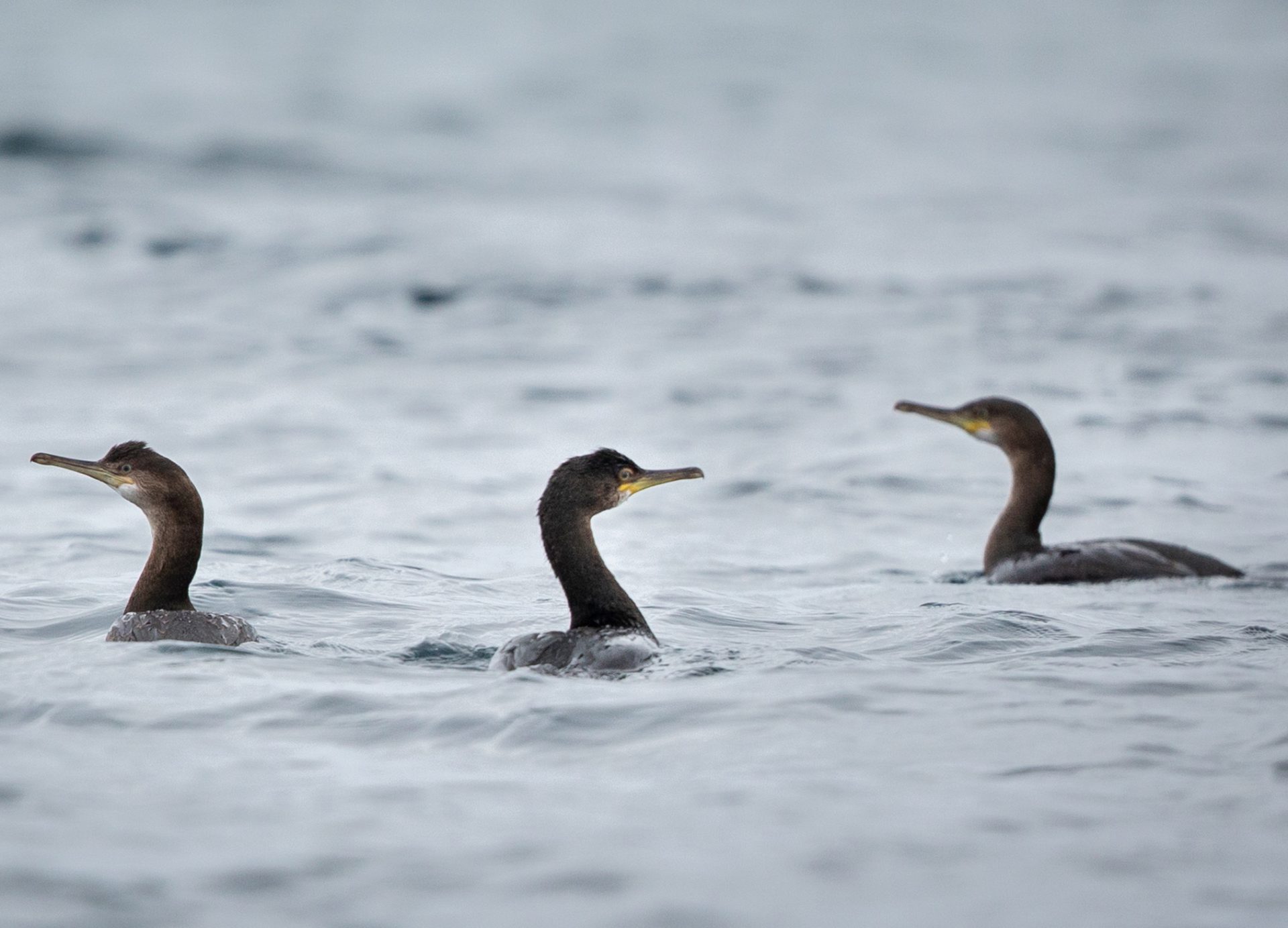 Greenpeace Dogger Bank MPA illegal trawling seabirds