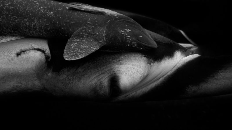 Revillagigedo Islands manta