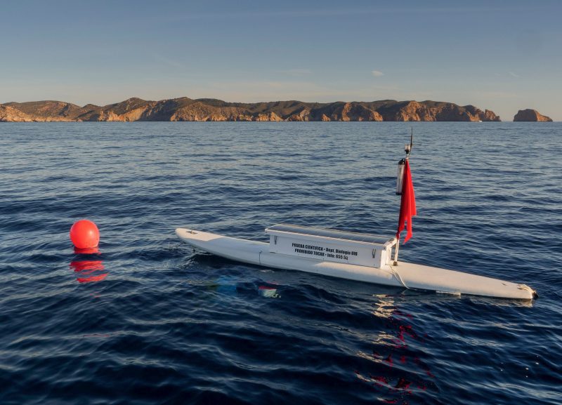 Balearics blue shark sharkmed monitoring Mediterranean