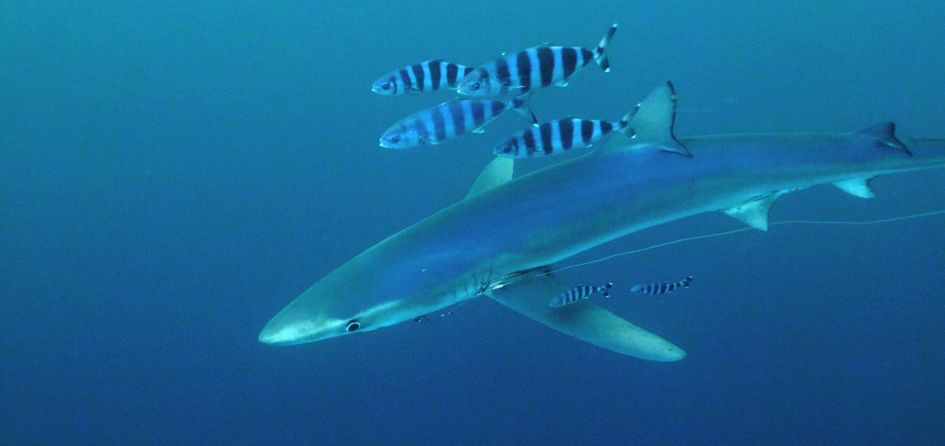 Balearics blue shark sharkmed pilot fish