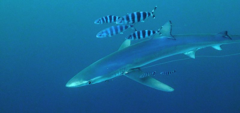 Balearics blue shark sharkmed pilot fish