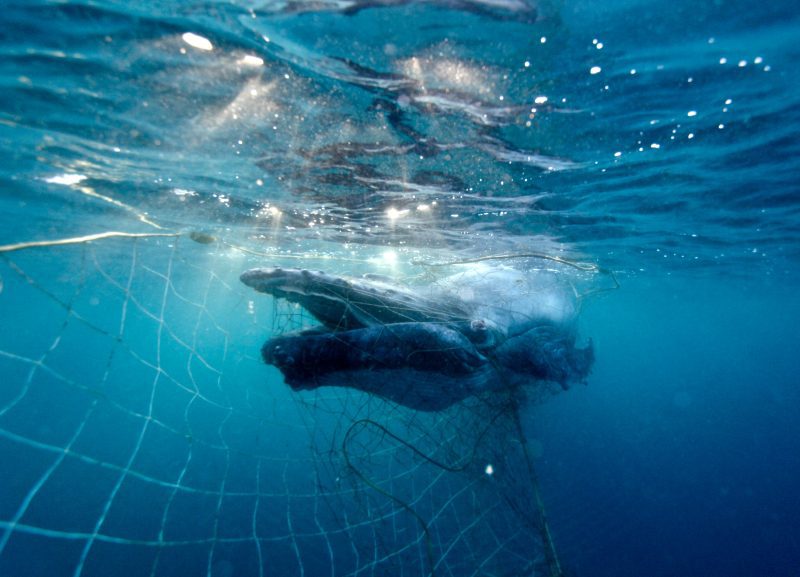 shark net shark culling Australia humpback