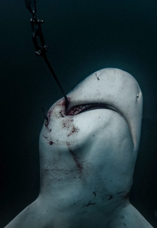 shark net shark culling Australia hooked