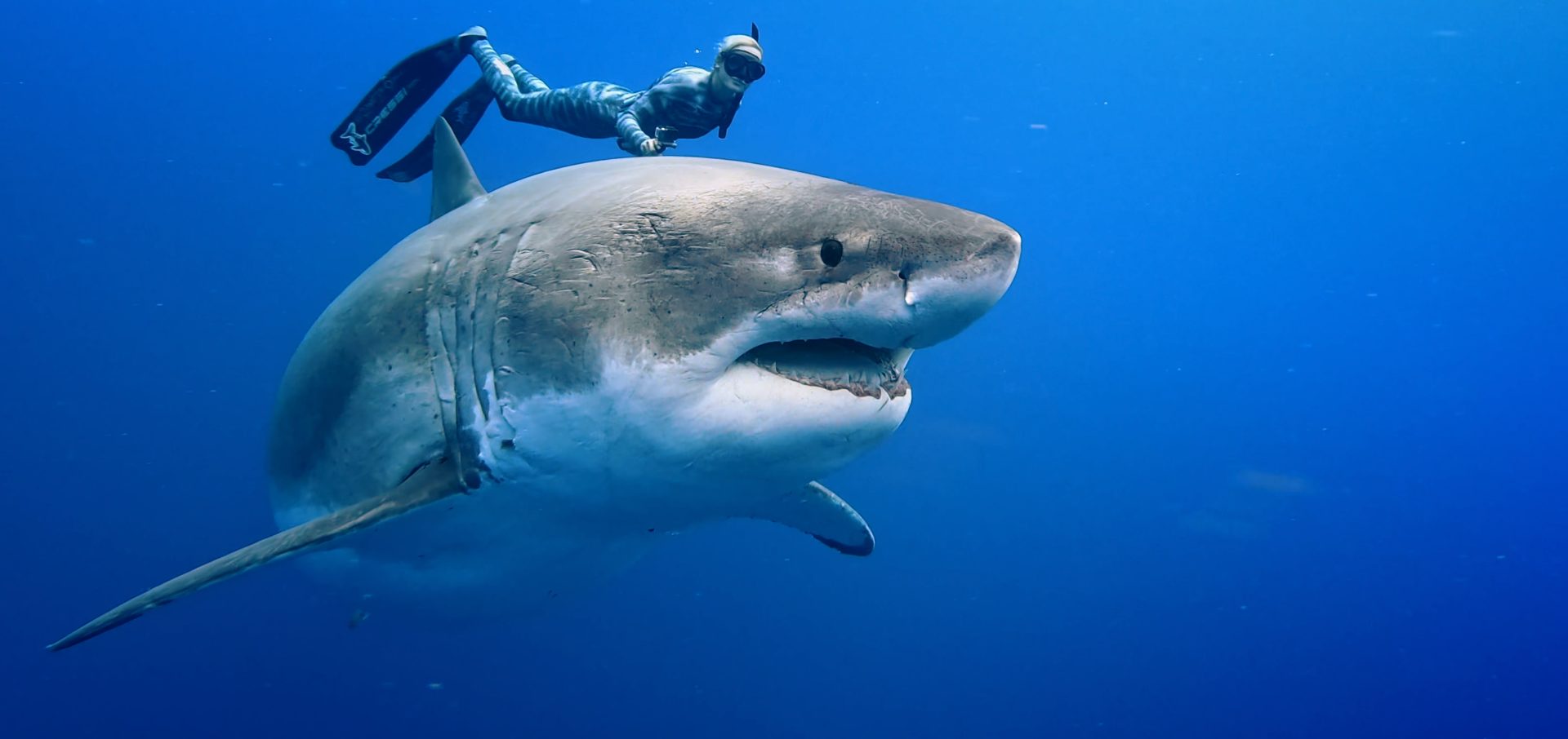 shark net shark culling Australia white shark
