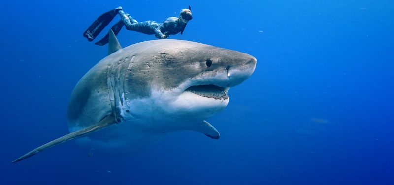 shark net shark culling Australia white shark